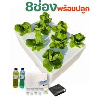 ราคา ชุดพร้อปลูกผักไฮโดรโปนิกส์ 8ช่อง กล่องปลูกไฮโดร กล่องโฟม ปลูกผัก ไฮโดรโปนิกส์ hydroponics ชุดกล่องปลูกผัก (21592071387)