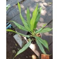 ราคา ต้นเศรษฐีใหม่ อโกลนีมา ไม้มงคล ส่งต้นตามรูปพร้อมกระถาง (14664788535)