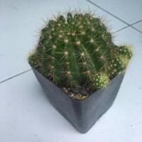 ราคา ดาวล้อมเดือน size L- ต้นกระบองเพชร (2246906780)