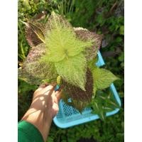 ราคา ต้นฤาษีผสม ขนาดกระถาง 4 นิ้ว (9515636909)