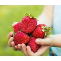 ราคา เมล็ดพันธุ์สตรอว์เบอร์รี่ยักษ์ สวีท โคลอสซัส (Sweet Colossus Giant Strawberry Seed) บรรจุ 50 เมล็ด ของแท้ คุณภาพดี ราคา (19871481273)