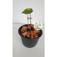 ราคา Caladium บอนสี นางไหม (ต้นเล็ก) (13114334457)