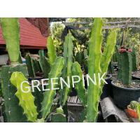 ราคา ตอสามเหลี่ยมด่าง ตัดสด จำนวน 1 ตอ Cactus แคคตัส กระบองเพชร ไม้อวบน้ำ ไม้กราฟ ราคาถูก ตอกราฟ ไม้ด่าง ตอสามเหลี่ยม (9427255462)