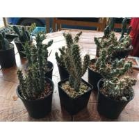 ราคา กระบองเพชร แคคตัส (Cactus) (4806135644)