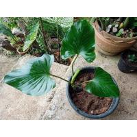 ราคา ✨✨เสน่ห์จันทร์ดำโบราณ✨✨ (11548114928)