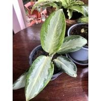 ราคา บัลลังค์เงิน ส่งทั้งกระถาง (12825574350)