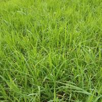 ราคา (กรอกโค้ด GRAD88 ลด 40%) ท่อนพันธุ์หญ้าแพงโกล่า 3 กิโลกรัม (9721117653)