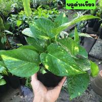 ราคา พลูด่างพลูด่างไม้เลื้อย ไม้ฟอกอากาศ เลี้ยงง่าย ใบด่าง ไม้ด่างโบราน ทำซุ้มร่ม ขายพร้อมถุงชำ 2 นิ้ว รากเต็มพร้อมปลูก (12470903617)
