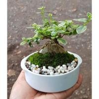 ราคา บอนไซเพรมน่าไต้หวันด่าง (4453648202)