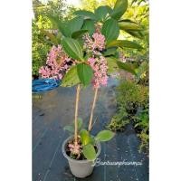 ราคา ต้นไข่มุกอันดามัน ต้นสูง 100-120 ซม. แบบพุ่ม กระถาง 10 นิ้ว (23388355592)