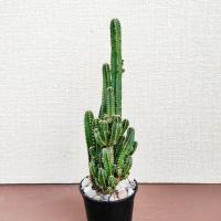 ราคา กระบองเพชรปราสาทนางฟ้า คอนโดนางฟ้า (cereus peruvianus) (22303766404)