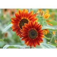 ราคา เมล็ดทานตะวัน เรดซัน สีแดง ทานตะวันสีแดง Red Sunflowerซองละ 29บาท 15 เมล็ด (22038919904)