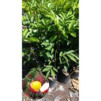 ราคา เงาะสีทองกิ่งติดตา(ขนาด80ซม.) (5002113016)