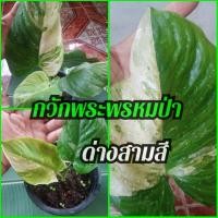 ราคา กวักพระพรหมป่าด่างสามสี (20626588418)