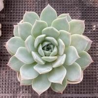 ราคา Echeveria 01 กระถาง 4 นิ้ว กุหลาบหิน ไม้อวบน้ำ (21730950658)