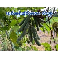 ราคา ถั่วครก ครัวขอ เมล็ดพันธุ์สำหรับปลูกชยายพันธุ์ 15 เมล็ด) (10974643838)