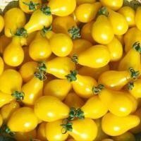 ราคา ต้นกล้า มะเขือเทศลูกแพร สีเหลือง Yellow Pear Tomato ปลูกเองสด ปลอดสารพิษ อร่อยฉ่ำกรอบ พร้อมปลูก กล้าละ 12บาท (18621425586)