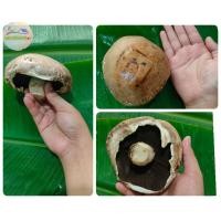 ราคา เห็ดยักษ์ เห็ดแชมปิญอง เห็ดสด (8340209287)