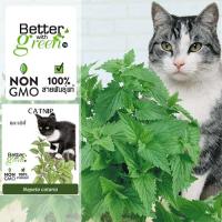 ราคา เมล็ดพันธุ์ แคทนิป 80 เมล็ด (CATNIP) นำเข้า การันตีสายพันธุ์ (24002392084)