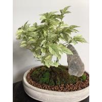 ราคา ต้นข่อยด่างญี่ปุ่น พร้อมส่ง (8246896089)