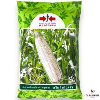 ราคา ถูกที่สุด!! ศรแดง ข้าวโพดข้าวเหนียวลูกผสม สวีทไวท์ 25 F1 ขนาดใหญ่ เมล็ดพันธุ์ข้าวโพด ตราศรแดง บรรจุประมาณ 5000 เมล็ด (23351765039)