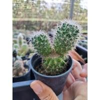 ราคา แมมมิลลาเรีย(Mammillaria) กระบองเพชร แคคตัส cactus (6576759986)