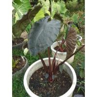 ราคา โคโลคาเซียไดม่อนเฮดColocasia Daimonhead (16961843993)