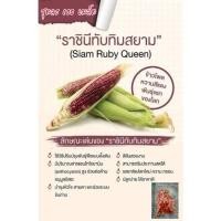 ราคา เมล็ดพันธุ์ข้าวโพดหวานราชินีทับทิมสยาม(ทานดิบได้เหมือนผลไม้)ชุดละ100เมล็ด (18732141759)