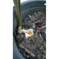 ราคา ว่านดอกทองเขมร ว่านทางเสน่ห์เมตตามหานิยม 6 ต้น (18708754646)