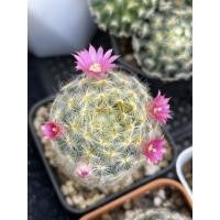 ราคา แมมขนนกเหลือง ดอกชมพู (10828191132)