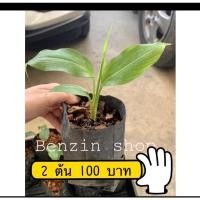 ราคา ว่านมหาเสหน่ห์ ขายแบบ 2 ต้นราคาส่ง #ว่านดอกทอง หรือ รากราคะ ตัวเมีย# ไซร์เล็ก (13434069558)