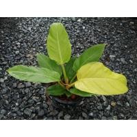 ราคา ฟิโลรวยทรัพย์สีทอง Philodendron ต้นเศรษฐีรวยทรัพย์สีทอง ฟิโลเดนดรอนเศรษฐีรวยทรัพย์สีทอง ฟิโลเศรษฐีรวยทรัพสีทอง (21223370791)