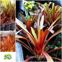 ราคา ต้น สับปะรดสี Burgundy (หน่อ ต้นเล็ก) ไม้แดด ไม้ใบ (19482905527)