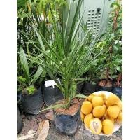 ราคา อินทผาลัม เหลือง ต้นพันธุ์ทานผลสด เพาะเมล็ด (9882291889)