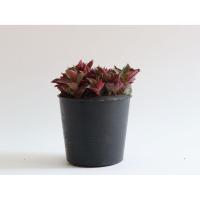 ราคา ต้นไม้มงคล ต้นไม้ฟอกอากาศ ต้นเกล็ดทับทิม (9014634680)