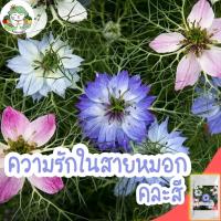 ราคา เมล็ด ดอกไม้ ด้านบน เด็ก กระโปรง กางเกงขาสั้น ผู้หญิง ผูก เสื้อผ้าเด็ก กางเกงชั้นใน○เมล็ดพันธุ์ ความรักในสายหมอกคละสี L (22126354551)