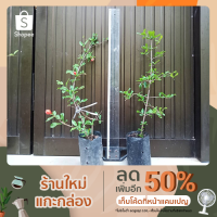 ราคา ต้นทับทิมอินเดียสายพันธุ์บังวา (5395187190)