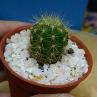 ราคา ดาวล้อมเดือน กระบองเพชรดาวล้อมเดือน (259710383)