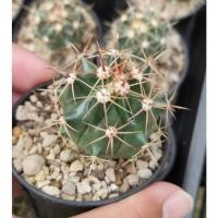 ราคา เฟอโรเล็บเหยี่ยว Ferocactus peninsulae ไม้เมล็ด ขนาด 3-4 เซนติเมตร (8475019915)