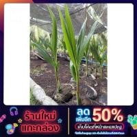 ราคา ต้นมะพร้าวน้ำหอม ต้นเตี้ย (11943778216)