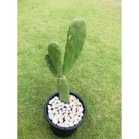 ราคา ต้นกระบองเพชรรับประทานผล สายพันธุ์ Opuntia ficus-indica #โอพันเทีย #Opuntia cactus #ใบเสมา #แคคตัส #พันธุ์ไม้หนาม (3944436688)