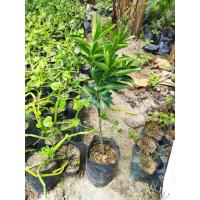 ราคา ต้นส้มสายน้ำผึ้ง ติดผลดก เป็นที่นิยม วิตามินซีสูง รสชาติหวาน อมเปรี้ยวนิด เนื้อฉ่ำน้ำ เสียบยอด ต้นละ 149 บาท (12293480055)