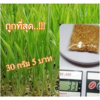 ราคา เมล็ดข้าวสาลี 40 กรัม (2009538032)