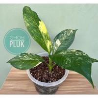 ราคา Dieffenbachia Variegated เศรษฐีวิลสันด่าง (15113232248)