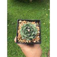 ราคา Obregonia Denegrii กลีบกระทงแคคตัส (6646201401)