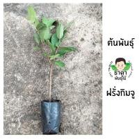 ราคา ต้นพันธุ์ฝรั่งกิมจู กิ่งพันธุ์ฝรั่งกิมจู กิ่งตอนใส่ถุงดำพร้อมปลูก (11084469704)
