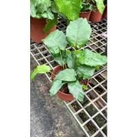 ราคา ต้นคล้าโมเสก calathea musaica (13728917037)