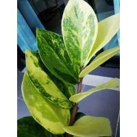 ราคา ต้นไมเฟอกอากาศ​ กวักมรกตด่าง (6293105278)