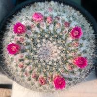 ราคา แมมแม่เฒ่า แมมมิลลาเรีย ฮาเนียน่า กระบองเพชร แคคตัส Cactus (Mammillaria Hahniana) (14083825943)