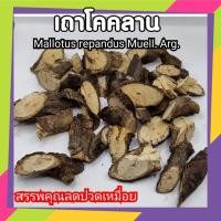 ราคา เถาโคคลาน โคคลาน ว่านนางล้อม สมุนไพรแก้ปวด แก้เส้นตึง สมุนไพรไทย (21466238001)